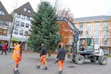 Kleiner aber feiner: Weihnachtsbaum für den Wickeder Marktplatz