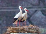 Freier Blick auf neuen Horst des Weißstorch-Paares